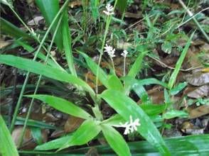 四花苔草 四花苔草