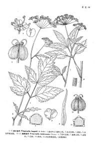 瘤果茴芹 瘤果茴芹