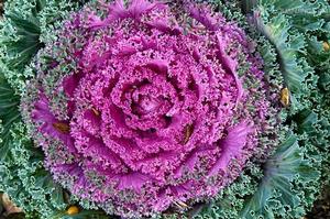 甘藍[芸薹屬植物]