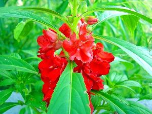 雲南鳳仙花 雲南鳳仙花