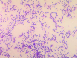 中國高校工業微生物資源