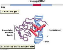 同源異形基因 同源異形基因
