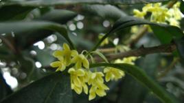 玉桂桂花 玉桂桂花