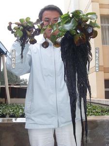 巨紫根小柄葉水葫蘆