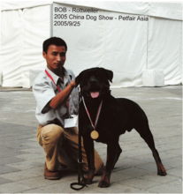 上海寵物訓犬學校高級訓狗師譚登初