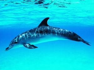 太平洋鼠海豚