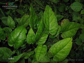 車前紫草 車前紫草