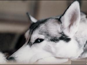 西伯利亞雪撬犬