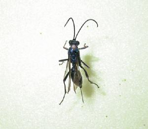 黑藍鑿姬蜂 黑藍鑿姬蜂