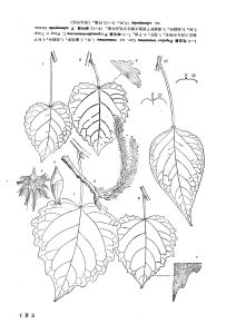 響葉楊(原變種)