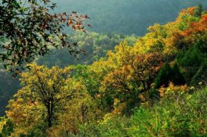 九吾山國家森林公園 九吾山國家森林公園