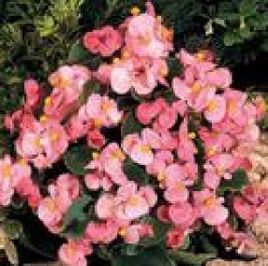 貢山秋海棠 貢山秋海棠