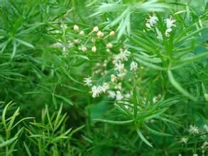 戈壁天冬 戈壁天冬