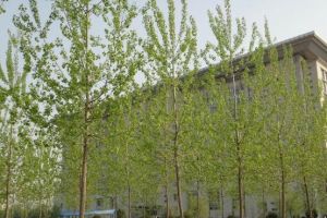 中渦1號楊 中渦1號楊