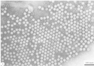 線蟲傳多面體病毒屬 線蟲傳多面體病毒屬