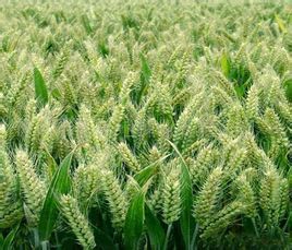 綿麥四五 綿麥四五