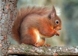 赤腹松鼠[中藥]