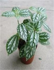 喙萼冷水花 喙萼冷水花