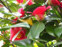 耐冬花開紅似火