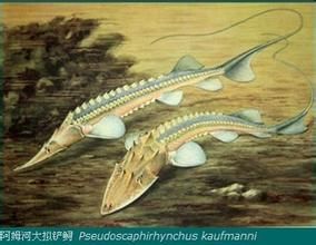 大阿姆擬鱘 大阿姆擬鱘