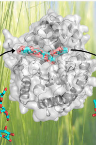 複合多糖 複合多糖