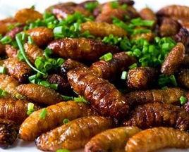 廣寧竹蟲 廣寧竹蟲