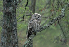 長尾林鴞東北亞種