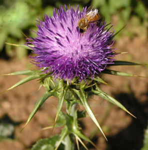 飛廉亞族 飛廉亞族