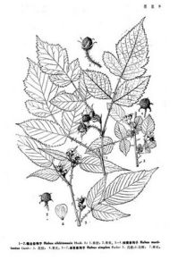 細瘦懸鉤子 細瘦懸鉤子