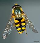 地獄之火黃蜂 地獄之火黃蜂