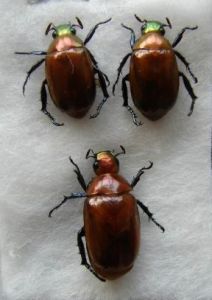 紅背異麗金龜 紅背異麗金龜