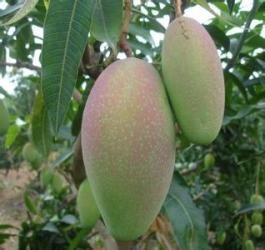 台芽芒果 台芽芒果