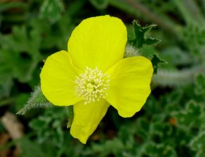 白屈菜族 白屈菜族