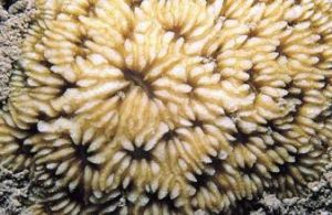 多葉珊瑚