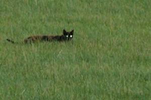 似貓似豹的動物