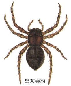 黑灰蠅豹 黑灰蠅豹