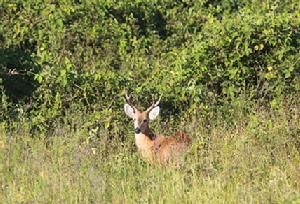 南美澤鹿 南美澤鹿