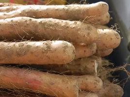 崇明土山藥 崇明土山藥