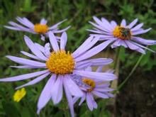 萎軟紫菀 萎軟紫菀