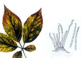 人參斑枯病 人參斑枯病