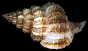 中華峨螺 中華峨螺