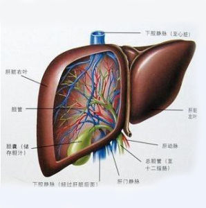 肝內鈣化灶 肝內鈣化灶