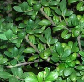 密花冬青（原變種）