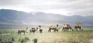 阿爾金山—羅布泊雙峰野駱駝保護區 阿爾金山—羅布泊雙峰野駱駝保護區