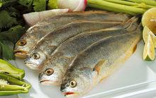 黃魚[石首魚科海洋魚類]