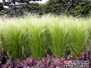 鹼茅屬植物 鹼茅屬植物