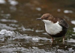 石雀指名亞種 石雀指名亞種