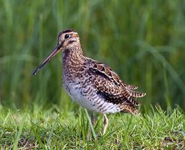 扇尾沙錐 扇尾沙錐