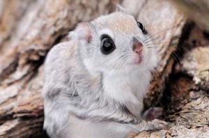 鼯鼠[齧齒目鱗尾松鼠科動物]