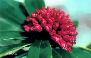 五出瑞香 五出瑞香